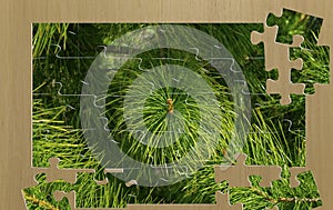 Branches of an evergreen tree. Pine or cedar. Shooting at close range