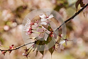 Branches of the fading Oriental cherry sakura