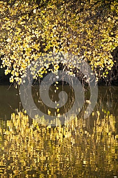 Branches with fall colors