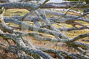 Branches on a fallen tree