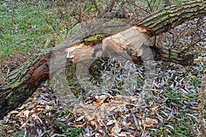 The branches of a fallen tree were chewed by a beaver. Animal teeth marks and wood chips on the ground