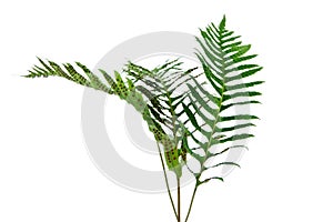 Branches of fernery.