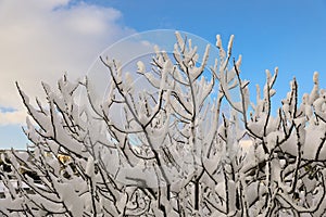 Branches of a fig tree covered with snow on the blue sky background
