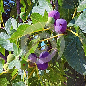 Branches of a fig tree with leaves and  fruits  in various stages of ripening