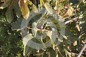 Branches on a fig tree with figs in late summer