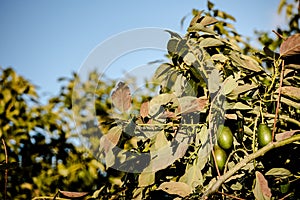 Branches filled with hass avocados of rough skin in a plantation