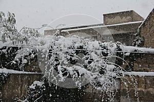 The branches filled with snow on wall