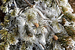 Branches of a fir tree with cone piled high with snow