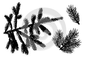 Branches of fir trees. Set of silhouettes. Vector illustration