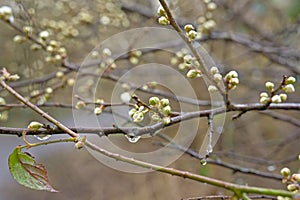 Branches with flower buds and raindrops of a blackthorn