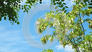 Branches of flowering acacia against the blue sky on a warm Sunny summer day. The green leaves of the trees flutter in