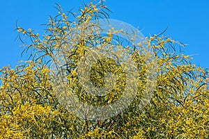 Branches of flowering Acacia Cyanophylla, Mimosa