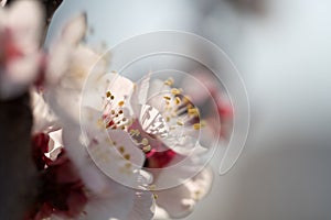 Branches of a flowering apricot