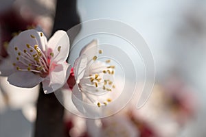 Branches of a flowering apricot