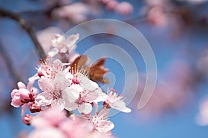 Branches of a flowering cherry