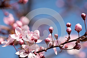 Branches of a flowering cherry