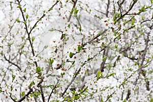 Branches of flowering cherry plum. Delicate white flowers of fruit tree. Spring abstract background. Springtime