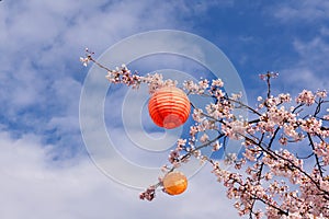 Branches of a flowering cherry tree with Japanese lanterns for the Hanami festival against a blue sky