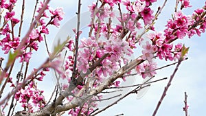 Branches of flowering fruit tree.