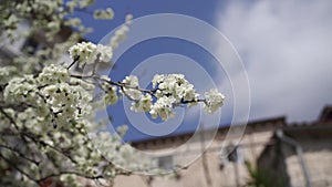 Branches of a flowering fruit tree flutter in the wind