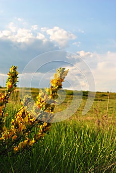 Branches of flowering genista tinctoria dyerâ€™s greenweed or dyer`s broom against blurry green grass and blue cloudy sky