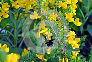 Branches of flowering genista tinctoria dyerâ€™s greenweed or dyer`s broom with bumblebee on flower