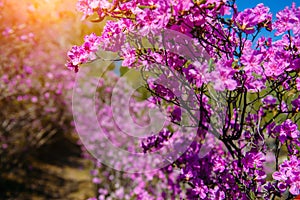 Branches of flowering rhododendron on a sunny spring day against the blue sky. Delicate pink flowers of the Altai Sakura, close-up