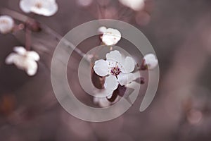 Branches of flowering sand cherry tree covered in white blossoms