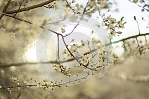 Branches of flowering trees close-up