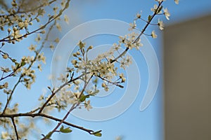 Branches of flowering trees close-up