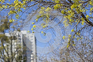 Branches of flowering trees close-up