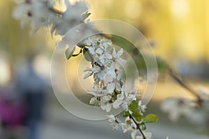 Branches of flowering trees close-up