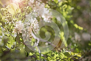 Branches of flowering white acacia with green leaves with sun rays in the spring day