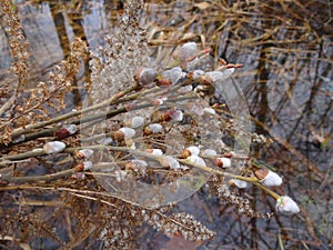 Branches of a flowering willow ÃÂ°gainst the background of water photo