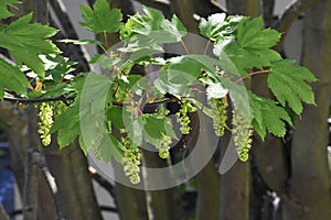 Branches with flowers of Acer Pseudoplatanus tree.