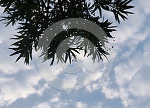 Branches of flowers blooming in tree against blue sky background, nature photography, natural background