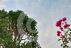 Branches of flowers blooming in tree against blue sky background, nature photography, natural background