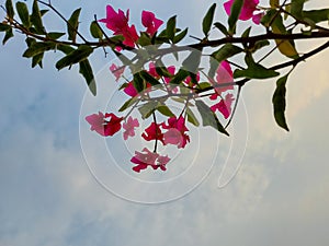 Branches of flowers blooming in tree against blue sky background, nature photography, natural background