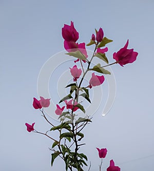 Branches of flowers blooming in tree against blue sky background, nature photography, natural background