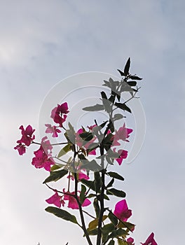 Branches of flowers blooming in tree against blue sky background, nature photography, natural background