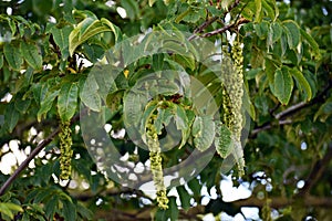 Branches with flowers of Caucasian Wingnut.