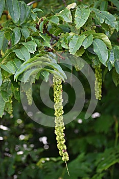 Branches with flowers of Caucasian Wingnut.