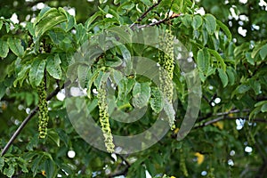 Branches with flowers of Caucasian Wingnut.