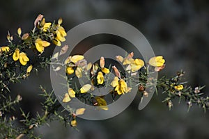 Branches with flowers of Genista Anglica.