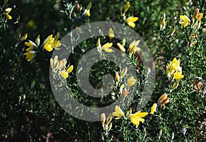 Branches with flowers of Genista Anglica.