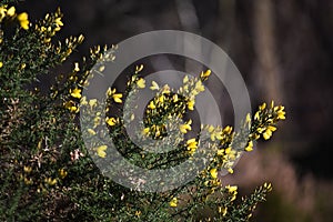 Branches with flowers of Genista Anglica.