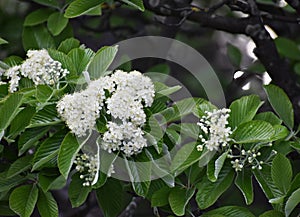 Branches with flowers and green leaves of Sorbus alnifolia.