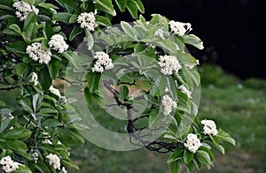 Branches with flowers and green leaves of Sorbus alnifolia.