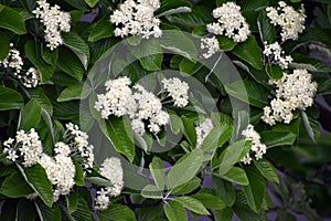 Branches with flowers and green leaves of Sorbus alnifolia.