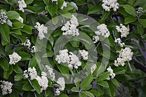 Branches with flowers and green leaves of Sorbus alnifolia.